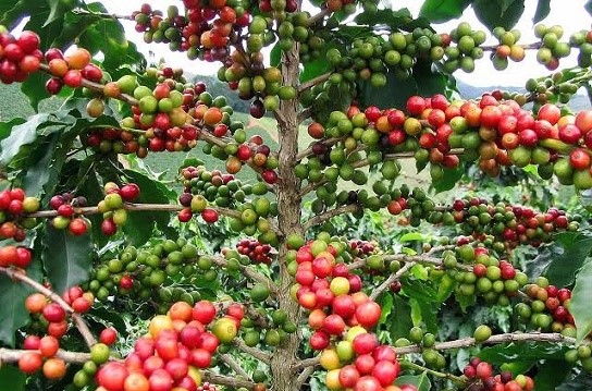 Export 6