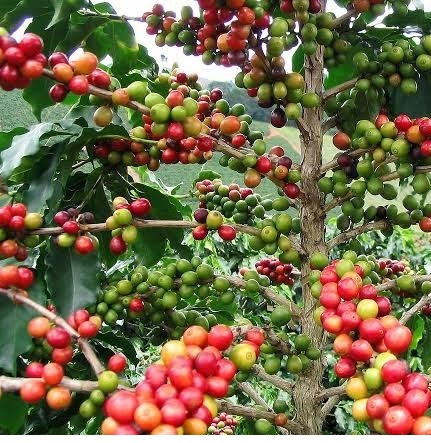 Coffee Beans