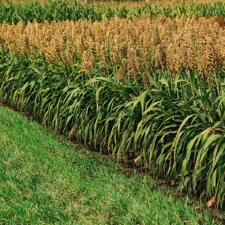 Sorghum Field